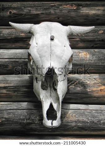 Skull of a cow on a wall