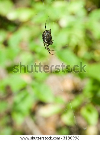 a spider in its net in front of a green background