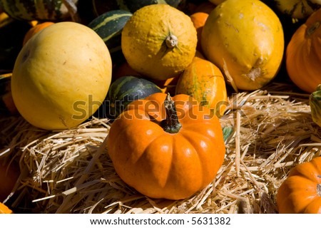 Pumpkins and squashes from a pumpkin patch. Close-up.