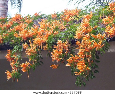 trailing succulent plant with orange flowers