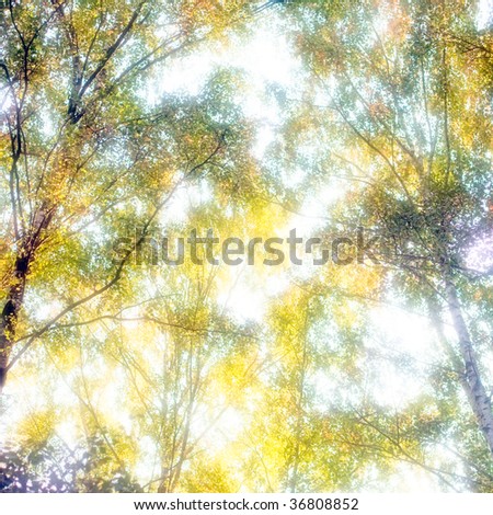 autumn gold trees made with soft-filter.