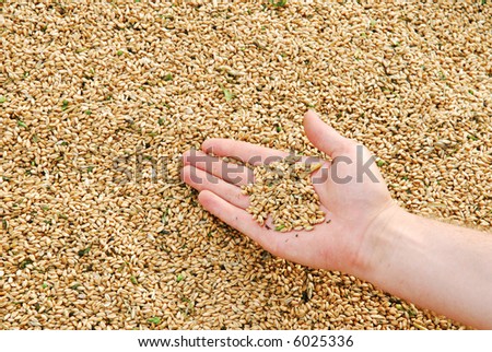 Heap of ripe grain. People shows quality of grain.