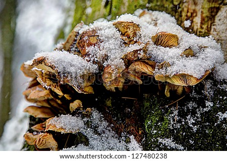 Mushrooms/Mushrooms in the snow/Snowy mushrooms