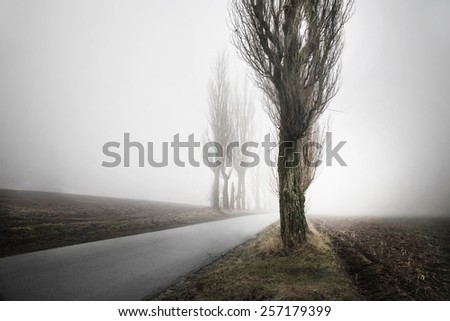 landscape/trees 1/trees