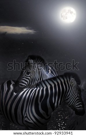 zebra/patterns/zebra standing at moonlight