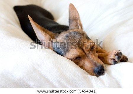 small doggy (russian toy terrier) sleeping on pillow
