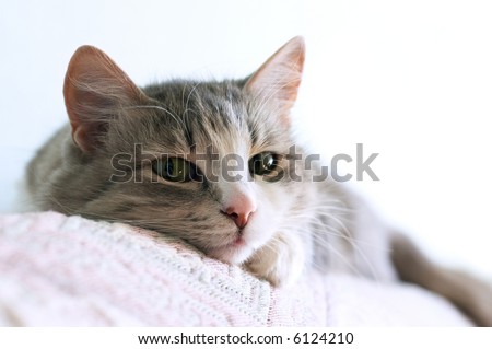 close-up portrait of adorable cat lays on sofa (shallow DOF)