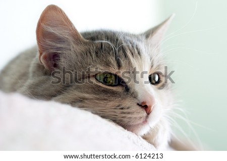 close-up portrait of beautiful kitten lays on sofa (shallow DOF)