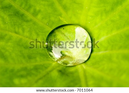 One Large Water Drop in the Cente of a Large Leaf
