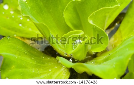 Large Raindrop Trapped in the Folds of a water hyacinth leaf