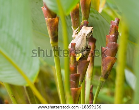 Frog on Tubular Bract