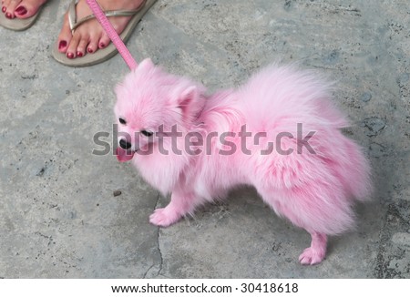 Pet Pomeranian dog dye in