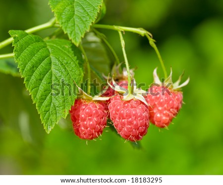 Ripe raspberry, hanging on a bush
