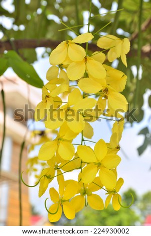 Cassia fistula (National flower of Thailand) Golden Shower Tree Art Print