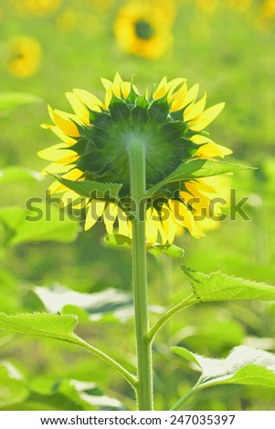 Back of sunflower in Bangkok