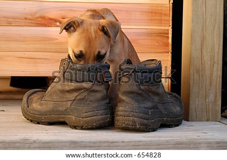 puppy in boots