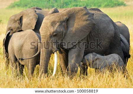 A group of African Elephants in Queen Elizabeth National Park, Uganda