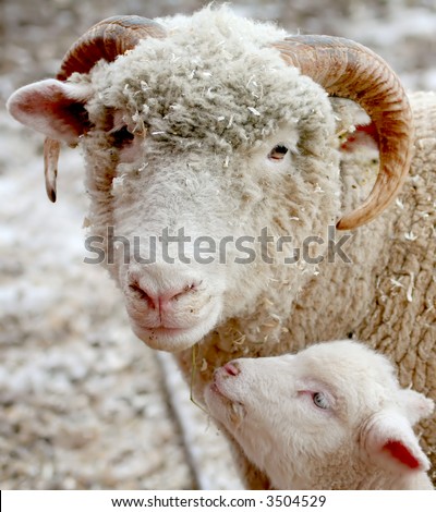 Mother and baby Sheep