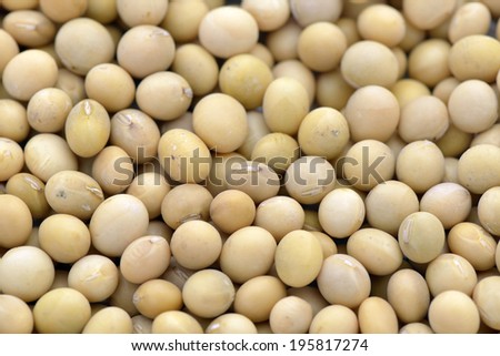 soy beans isolated closeup