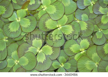 Floating Water Clover background