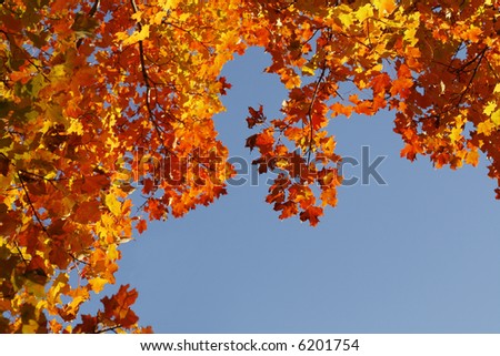 Natural autumn border