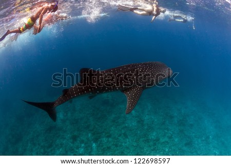 Whale shark spotting snorkeling in maldives clear water
