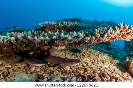 Coral reef and white tip shark sleeping under table coral scuba dive in maldives clear water