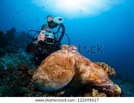 Octopus and underwater photographer scuba dive in maldives clear water