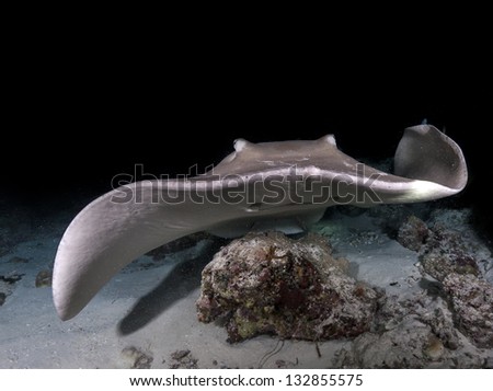 Sting ray in night diving in maldives