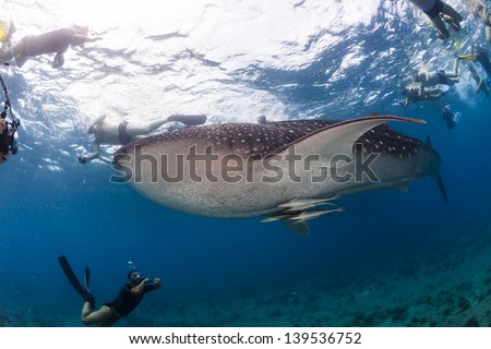 Whale shark snorkeling in maldives clear water