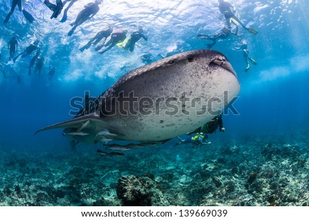 Whale shark spotting snorkeling in maldives surrounded by snorkeler
