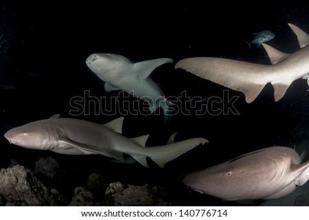 School of big nurse shark in night diving in maldives