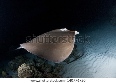 Swimming sting ray in night dive