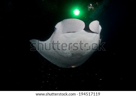Scuba diving with Reef manta ray feeding at night