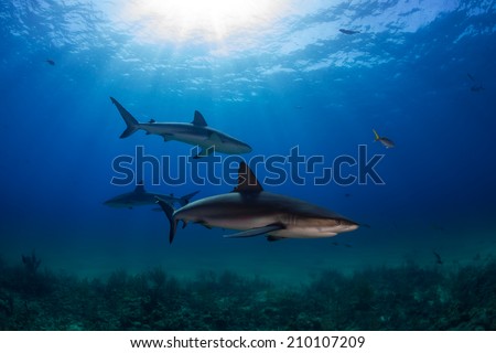 Caribbean reef shark over the reef in Bahamas
