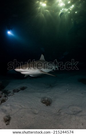 Black tip Shark by night in maldives