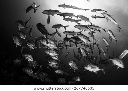 Swirling school of jack fish in black and white, Freeport, Bahamas