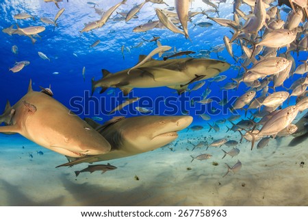 Three big lemon sharks and school of jack fish, diving in Tiger beach, Bahamas