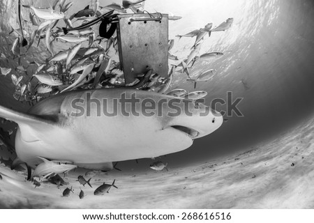 Lemon shark under the bait box in black and white with jack fish and sunbeam in background, Tiger beach, Bahamas