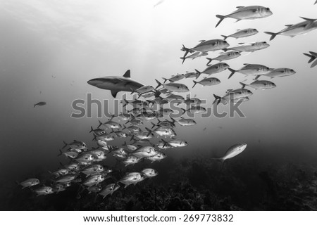 black and white capture of school of jack fish and a Caribbean reef shark in Bahamas