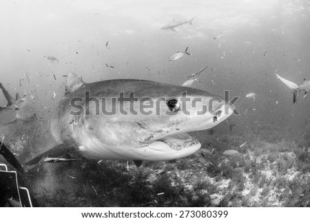 Black and white colse up with a Tiger shark, Tiger beach, Bahamas