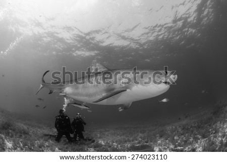 Tiger shark swimming over diver in black and white, Tiger beach, Bahamas