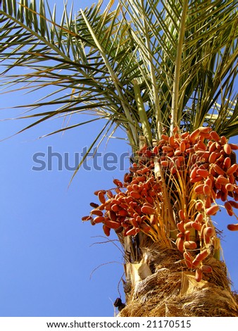 delicious fresh dates growing on a palm tree