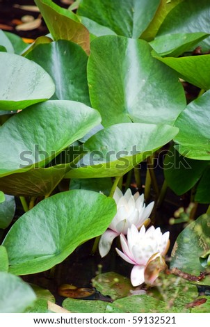 White water lillies resting on the surface of a pond with large green leaves in the background.