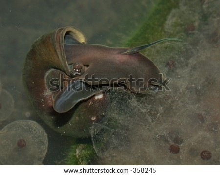 Ramshorn Snail in Pond Eating Frog Spawn 01
