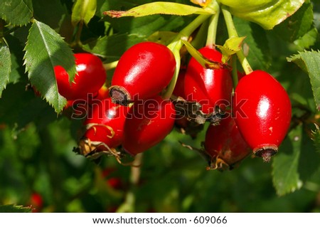 A bunch of rose-hips, the fruit of the rose bush, bright red and shiny in the Autumnal sunshine.