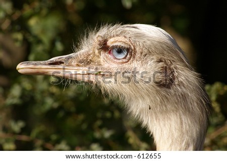 A close-up of the head of a farmed Ostrich showing the baby-blue of its eye.
