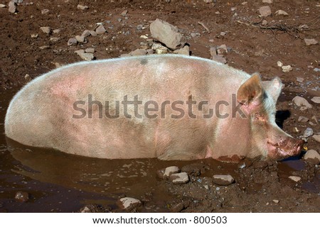 A farm pig asleep in a mud hollow in the warmth of the afternoon Summer sunshine.