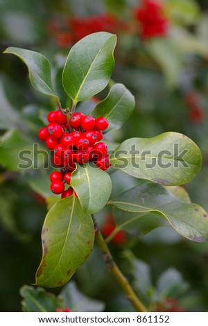 A branch of a holly bush showing the holly leaves and a bunch of bright red berries just in time for Xmas.