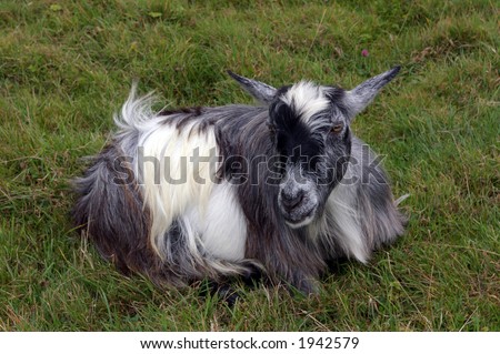 A farm goat sitting on the ground.